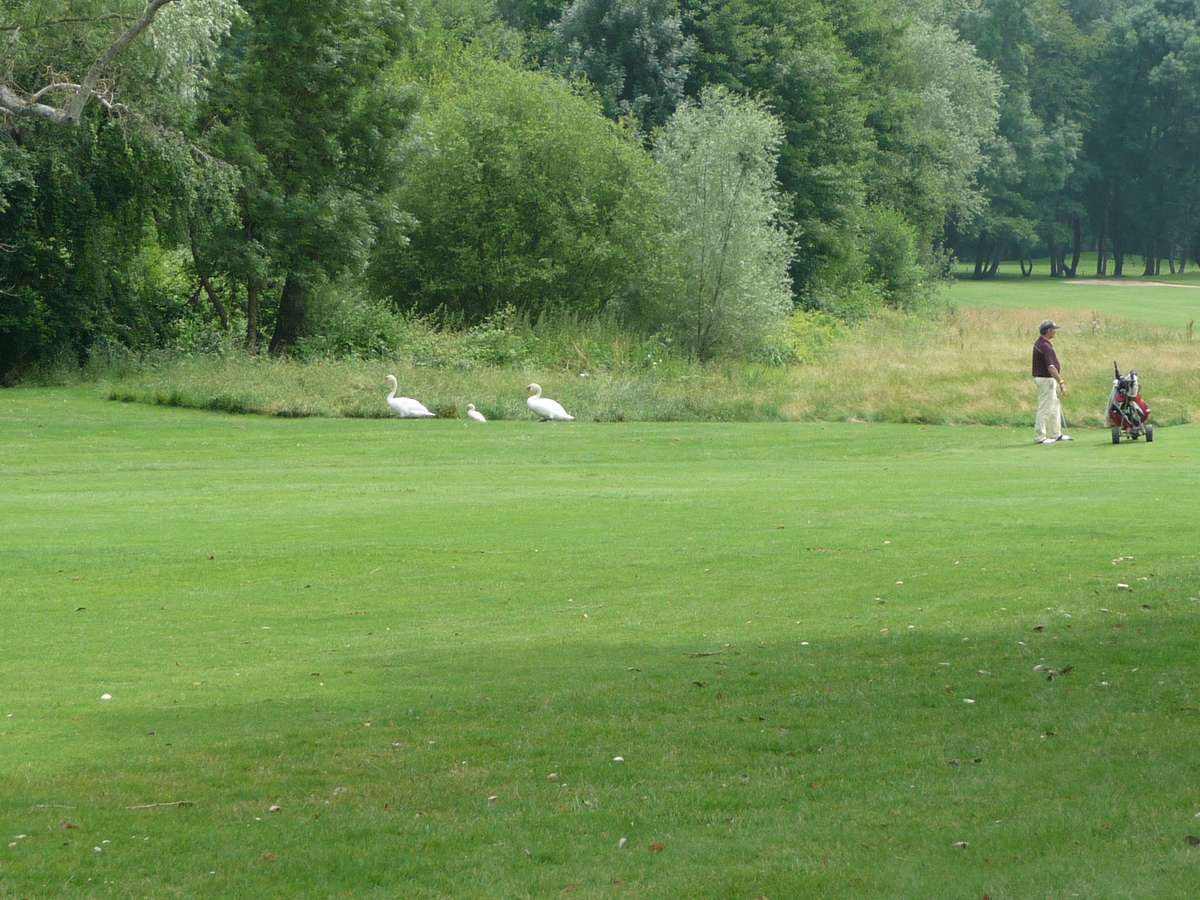 {Golf Club de Périgueux} Les drapeaux de l'école de Golf de Périgueux